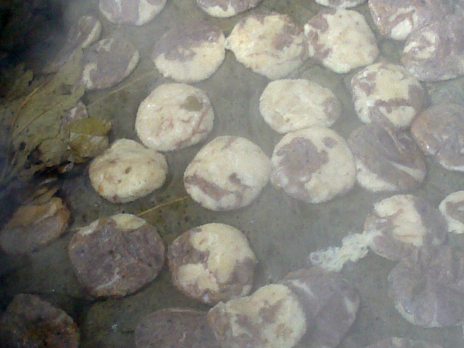 Chapaleles cocidos durante un curanto en Dalcahue, Chiloé
