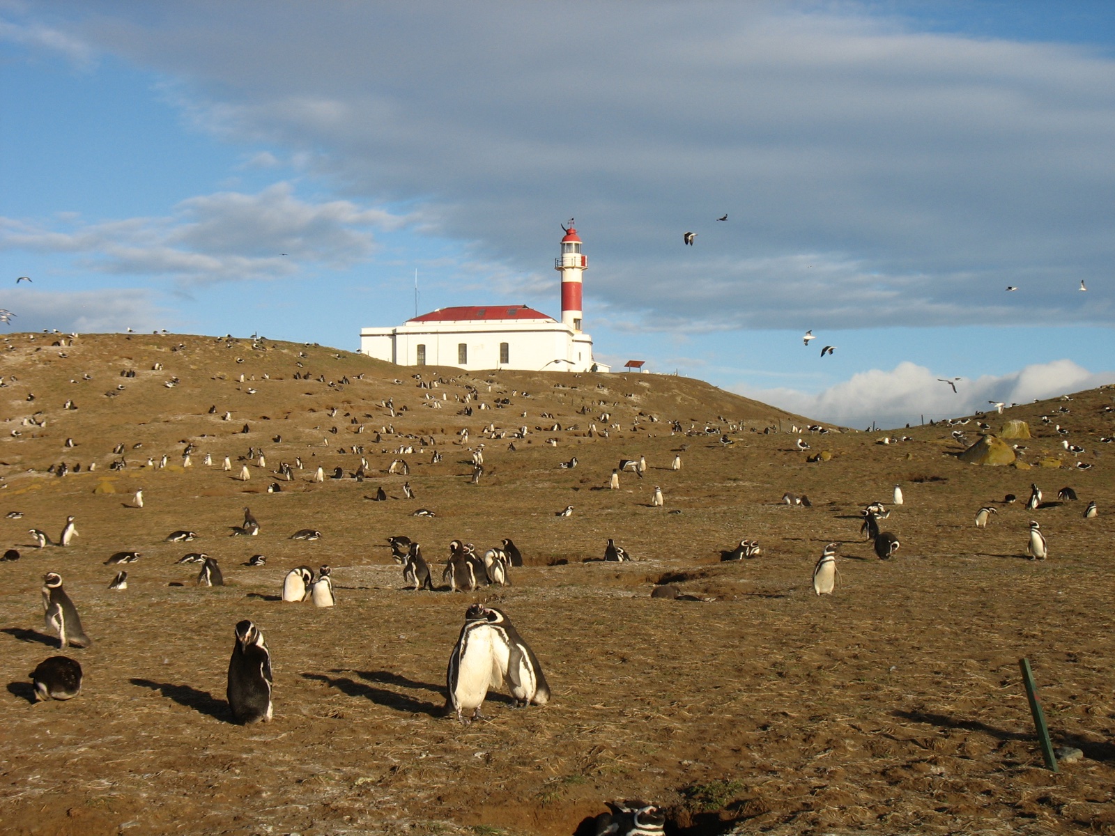 Faro de Isla Magdalena rodeado de pingüinos de Magallanes