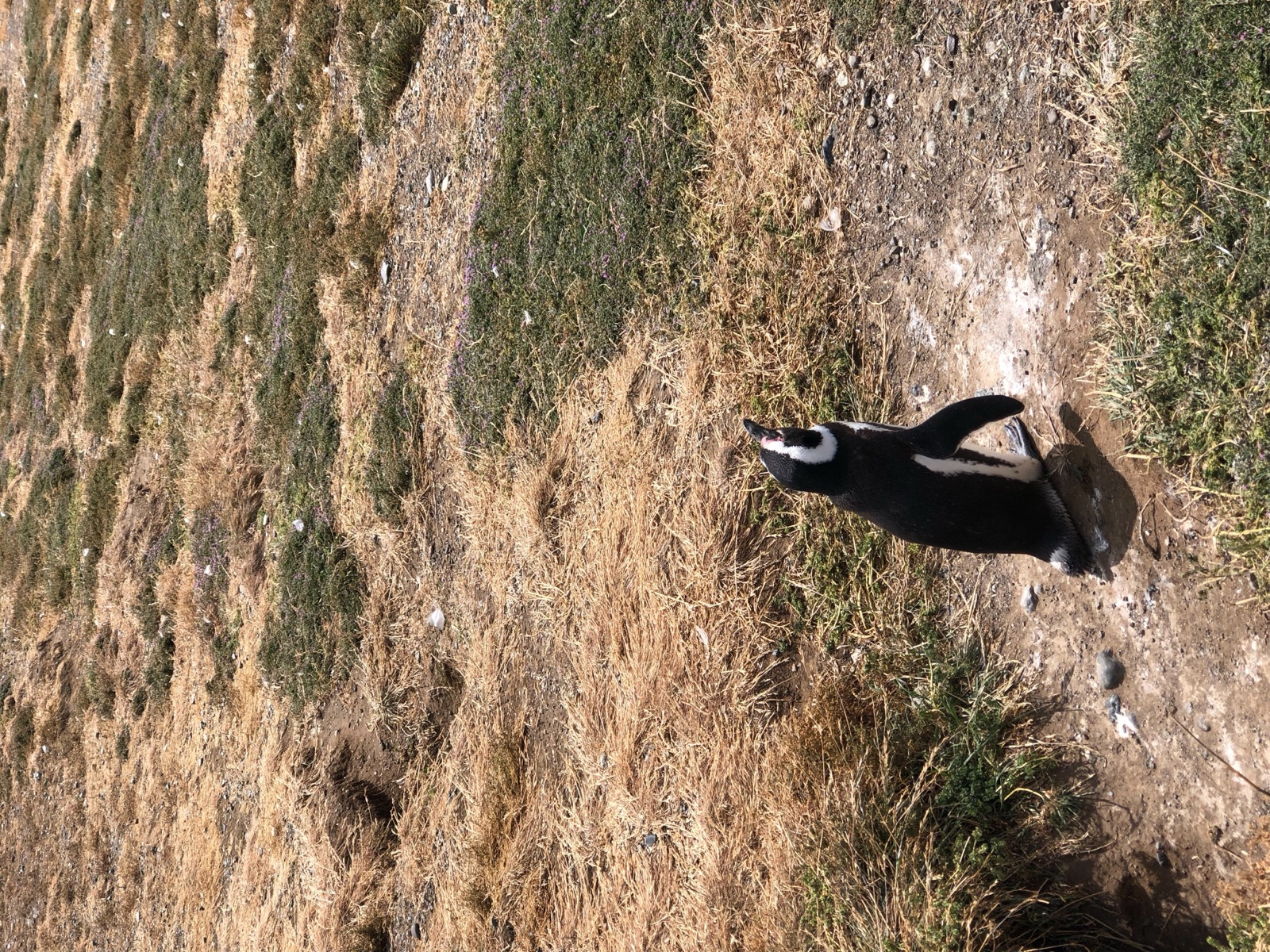 Pingüinos de Magallanes en la colonia de Isla Magdalena cerca de Punta Arenas