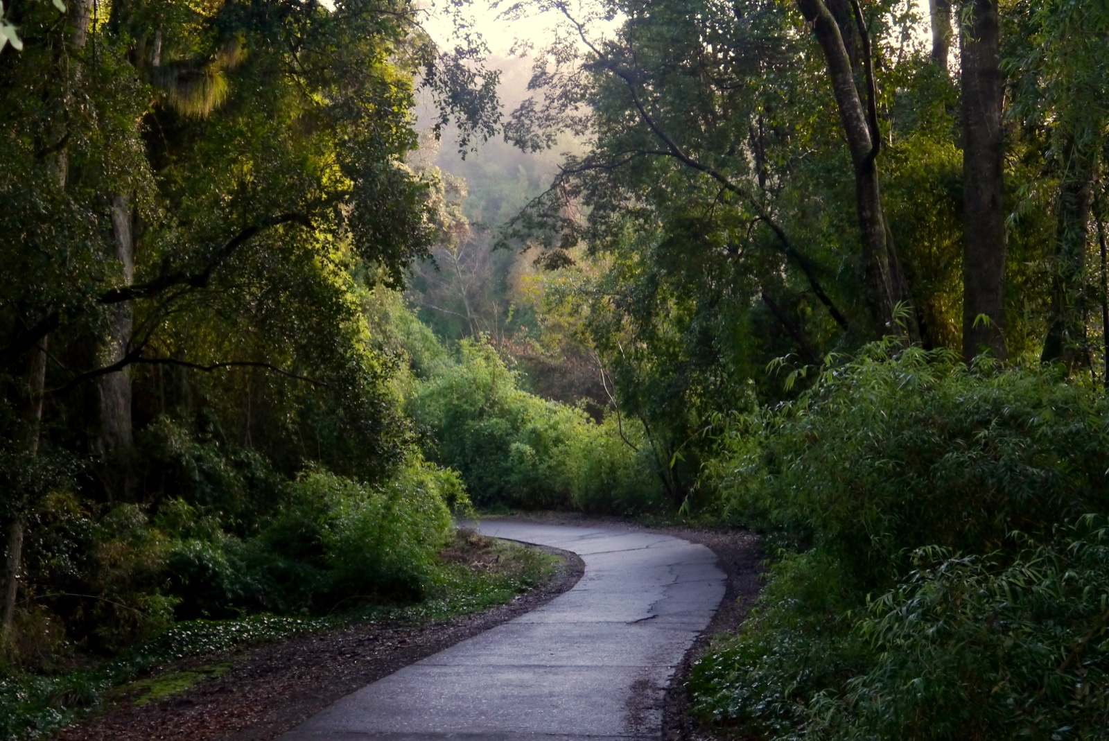 Sendero entre bosque nativo en el Monumento Natural Cerro Ñielol de Temuco