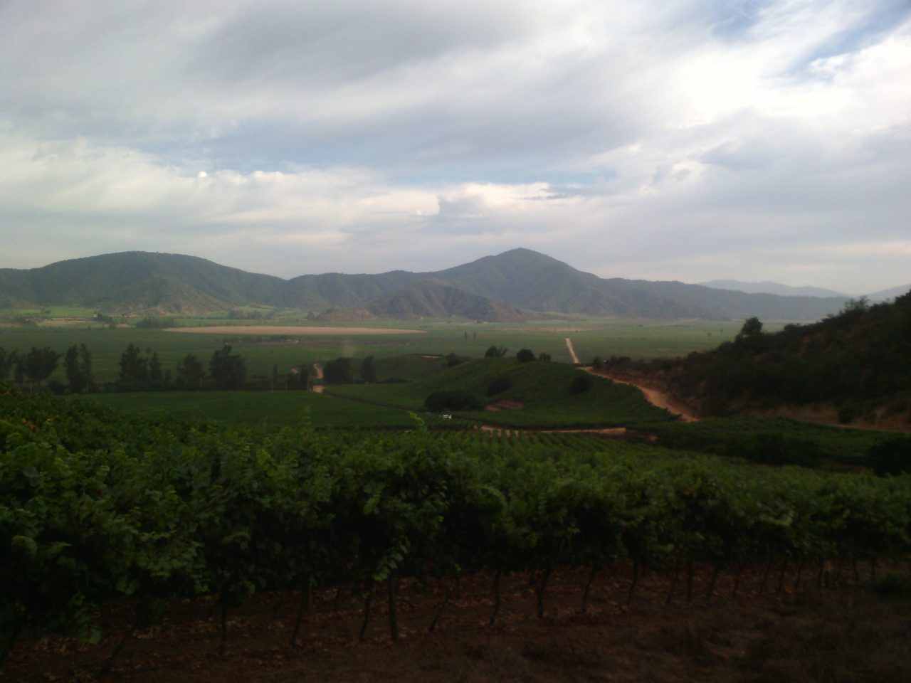 Viñedos del Valle de Casablanca en Chile